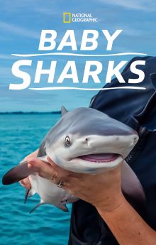 Baby Sharks