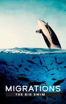 Migrations: The Big Swim